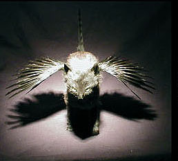Illustration for article titled Interview: Minnesota Association Of Rogue Taxidermists